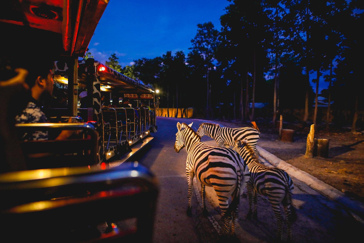 清邁夜間動物園遊園車旁的斑馬在傍晚燈光下