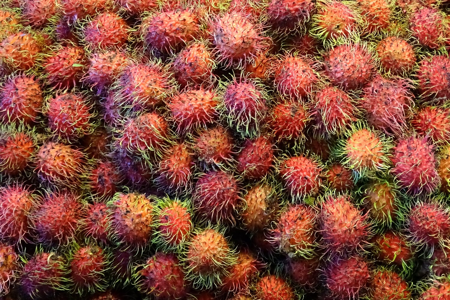 清邁市場水果攤上滿滿的紅毛丹