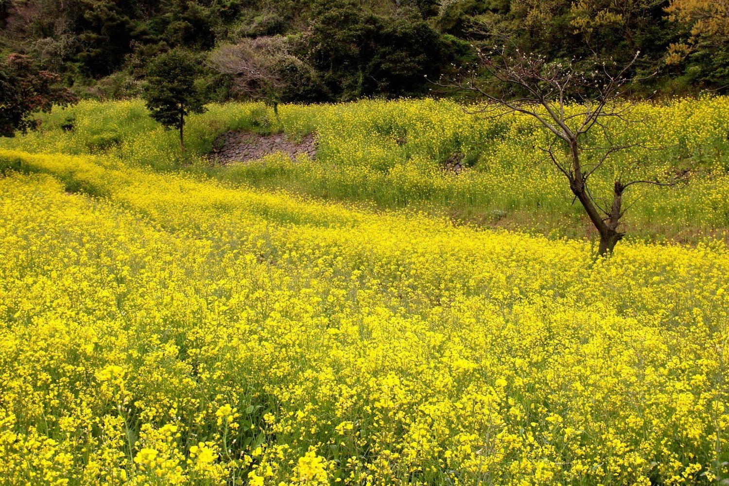 濟州島春天盛開的金黃色油菜花田