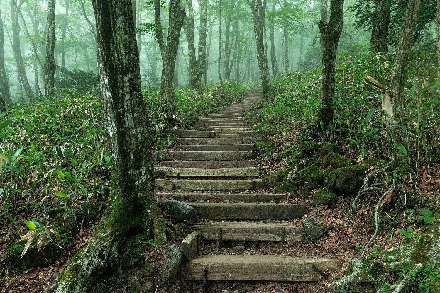 漢拏山御里牧路線森林裡的石階步道