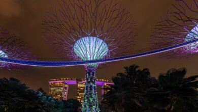 夜晚亮起藍紫色燈光的新加坡濱海灣花園超級樹森林