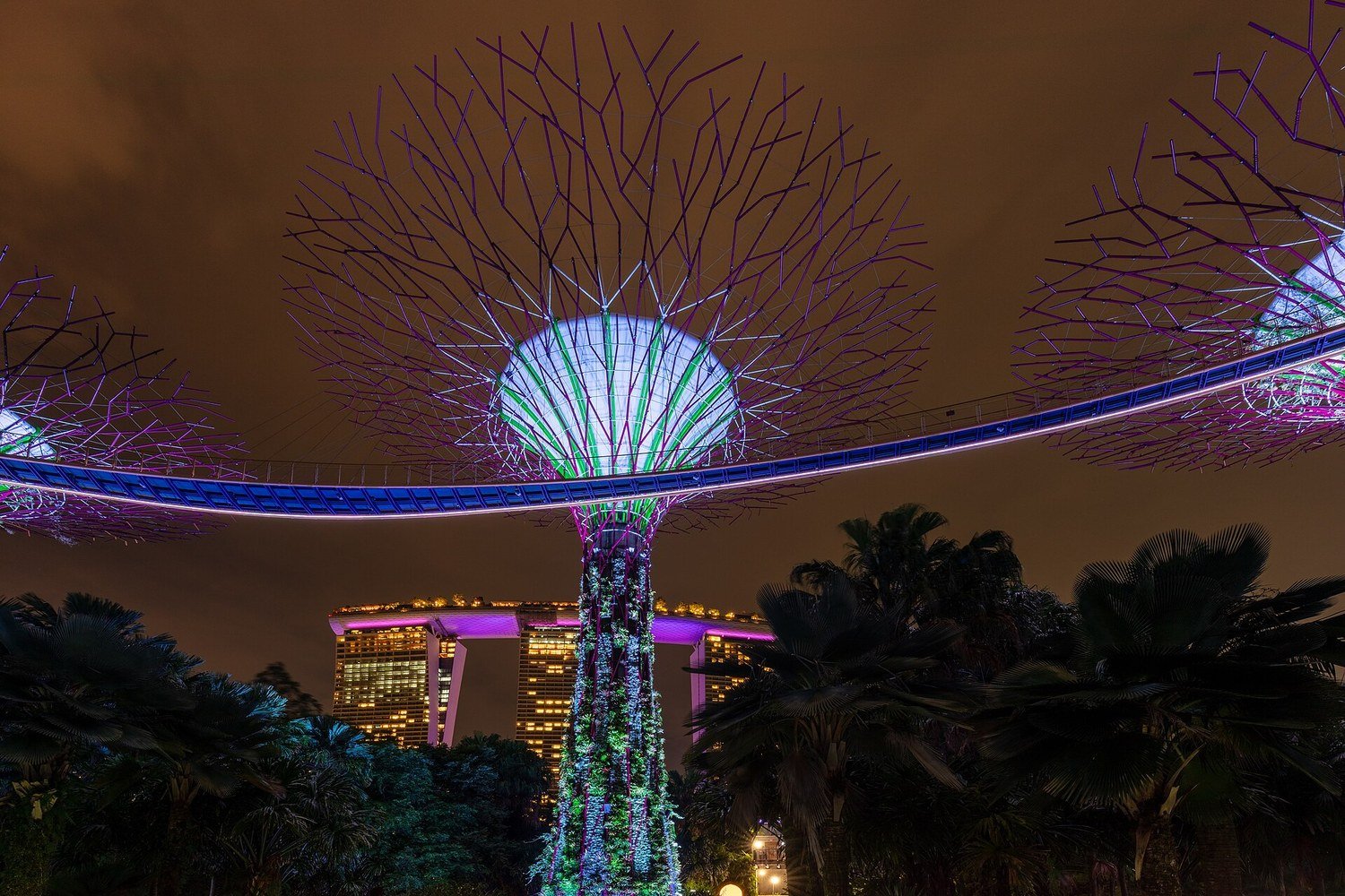 夜晚亮起藍紫色燈光的新加坡濱海灣花園超級樹森林