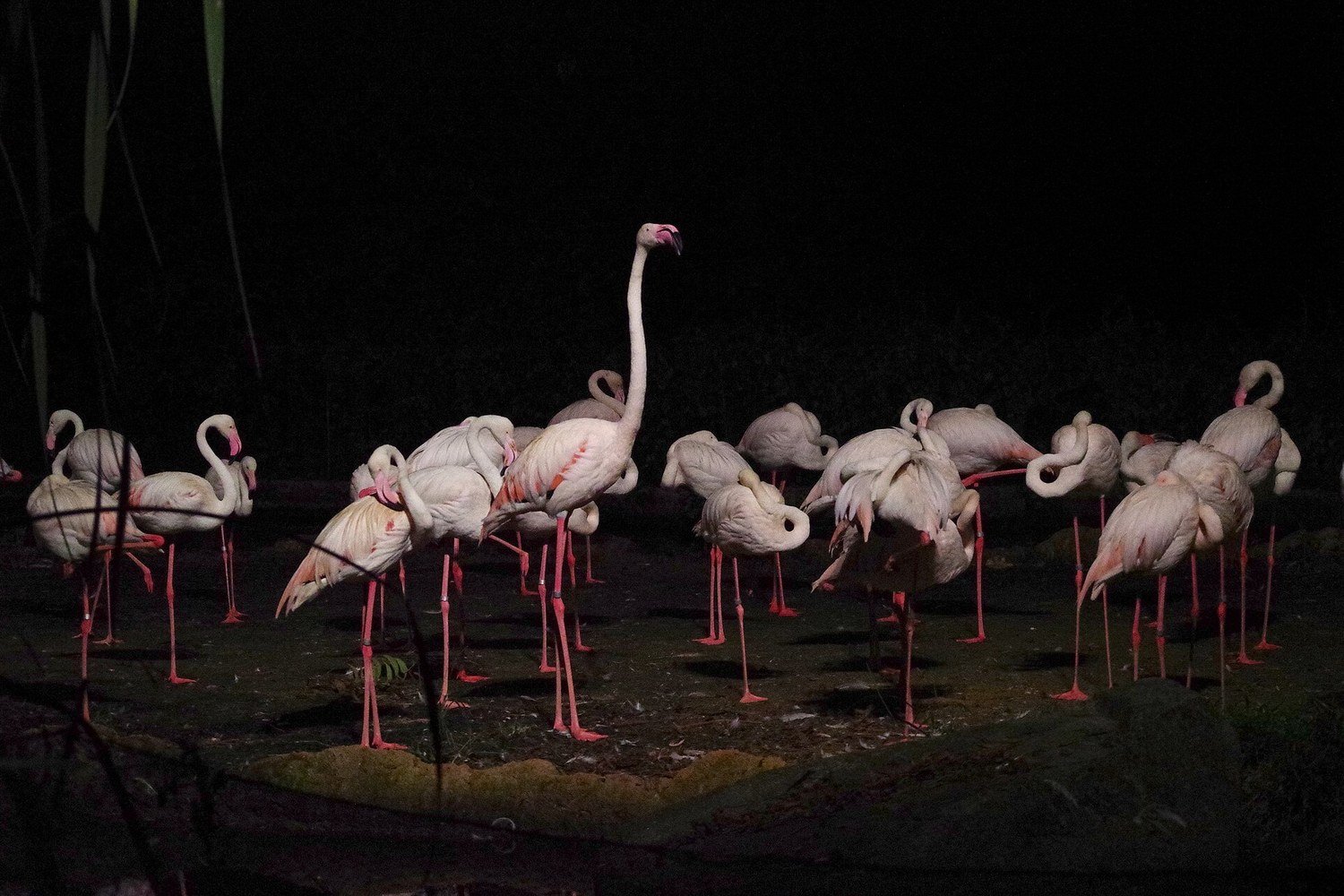 新加坡夜間動物園裡夜晚的火鶴群